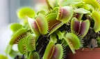 Venus Fly Trap thumbnail