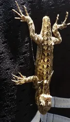 Does Anyone Have a Pet Lizard? thumbnail