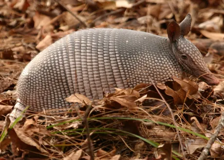 armadillo4.jpg