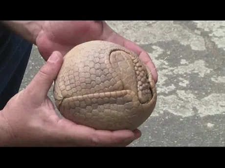 armadillo1.jpg