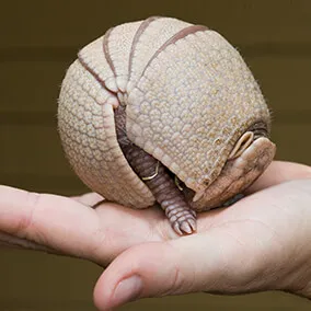 armadillo2.jpg