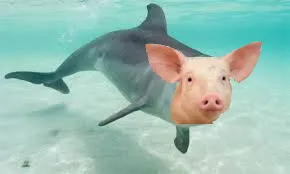 half dolphin pig.jpg