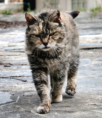 grizzledFeral_cat_barn_farm.jpg