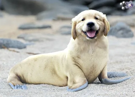 hybriddogseal.jpeg