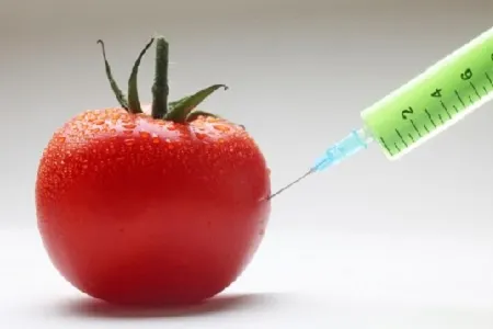 gmo_tomato_injection.jpg