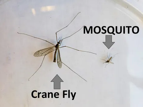 craine_fly.jpg