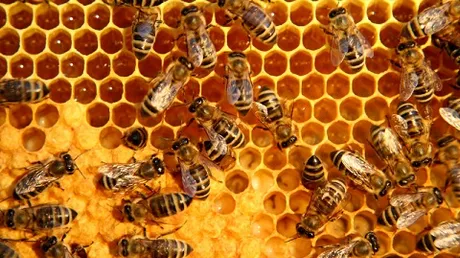 beehivehoneyhexswarm.jpg