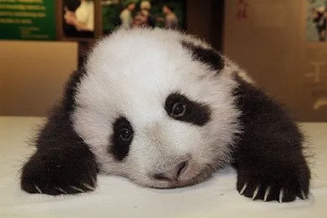 sad panda.jpeg